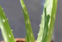 Aloe Vera: Nature’s Miracle for Radiant Skin and Lustrous Hair Aloe Vera