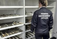 Seizure of Rare Bird Eggs in Australia Exposes Global Wildlife Trade Crisis Rare bird eggs illegal trade | Photo:DCCEEW