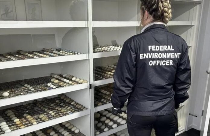Rare bird eggs illegal trade - DCCEEW Rare bird eggs illegal trade | Photo:DCCEEW