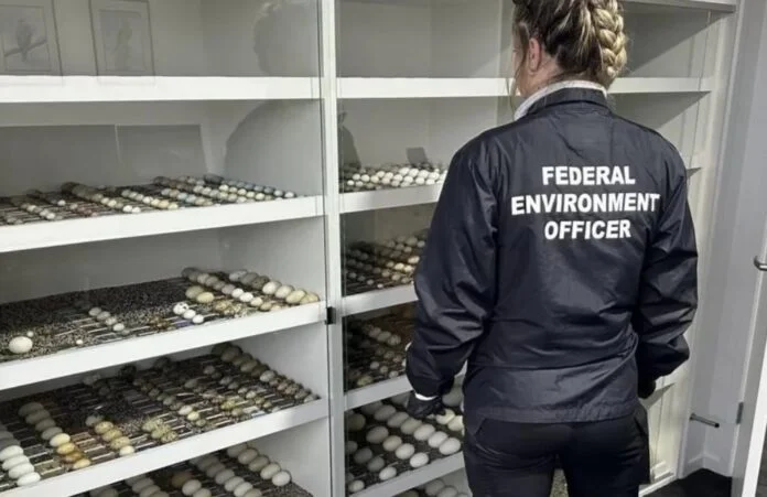 Rare bird eggs illegal trade | Photo:DCCEEW