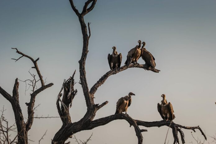 Vultures in India