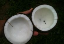 Cooking Oil: Health Benefits and Cooking Tips for a Balanced Diet Coconut oil for cooking