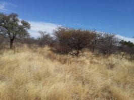heat wave draught